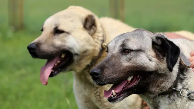 Afrika'da kangallar aslanları kurtarıyor