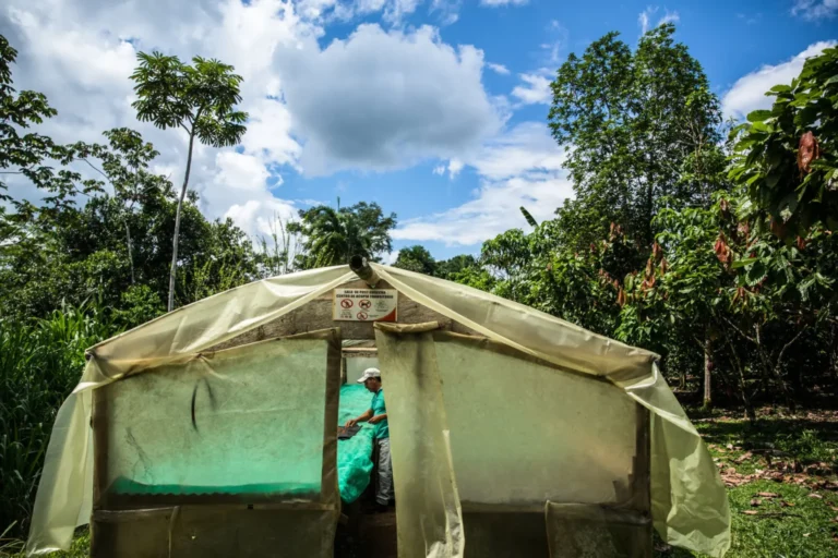 Kolombiya'da barışın ardından çiftçiler