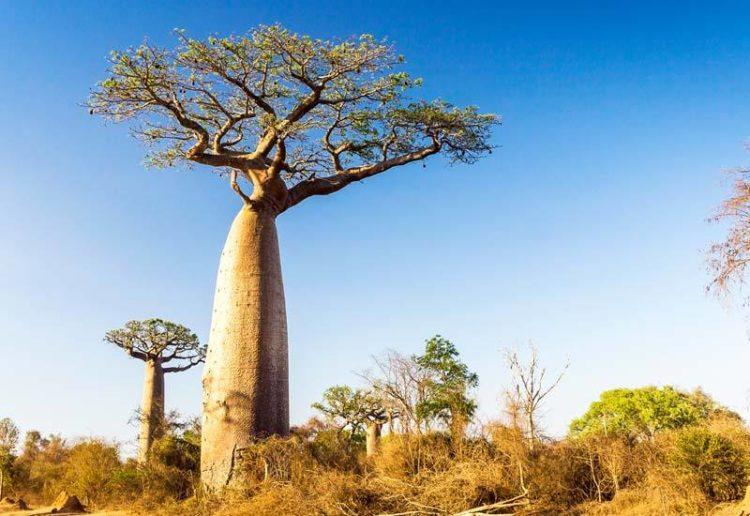 baobab