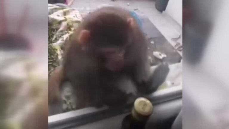 Çorum’da yasadışı olarak beslenen maymun evden kaçarak 20 yaşındaki B.S. isimli genç kadını ısırdı