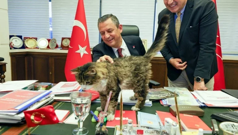 CHP'nin kedisi Şero hayatını kaybetti