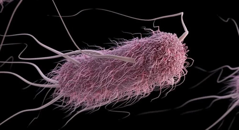 E. Coli, bağırsaklarda bulunan bir bakteri türü.