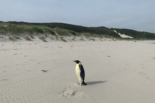 İmparator penguen türünün yaşam alanı Antarktika