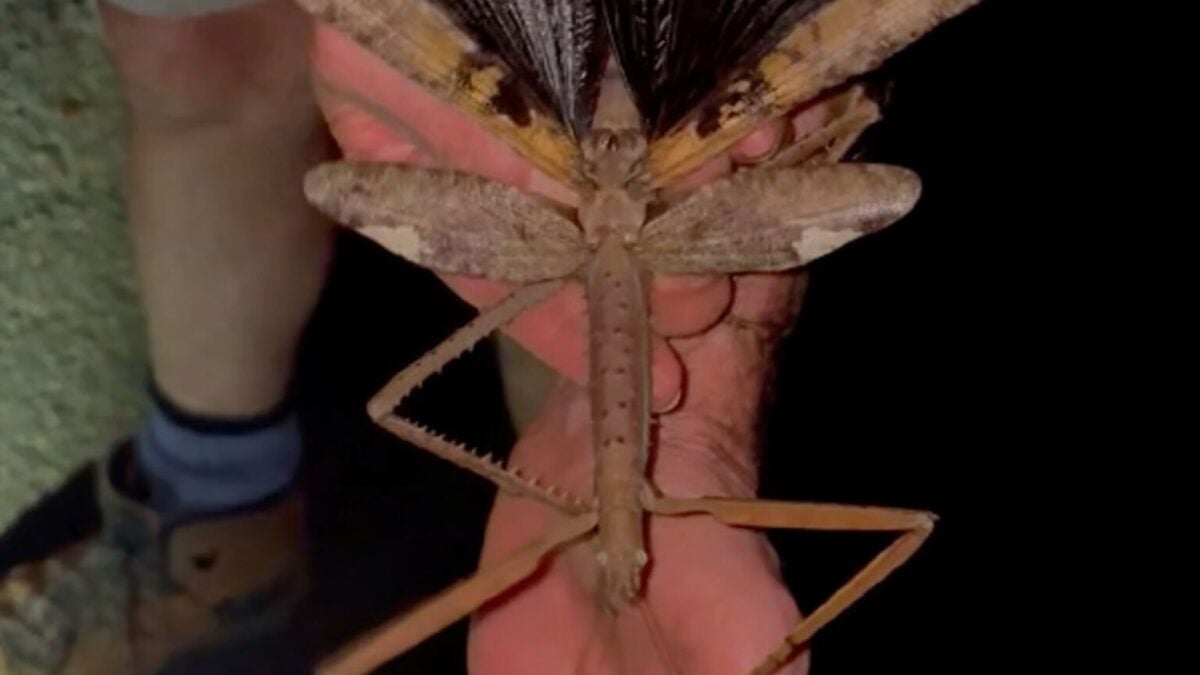 dev değnek böceği