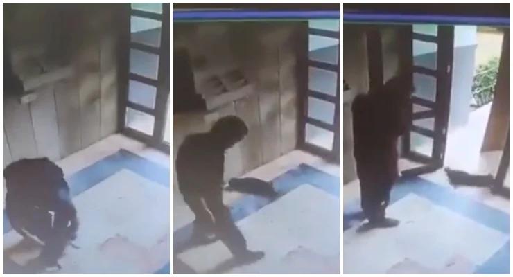 Başakşehir kedi, Burak Alan
