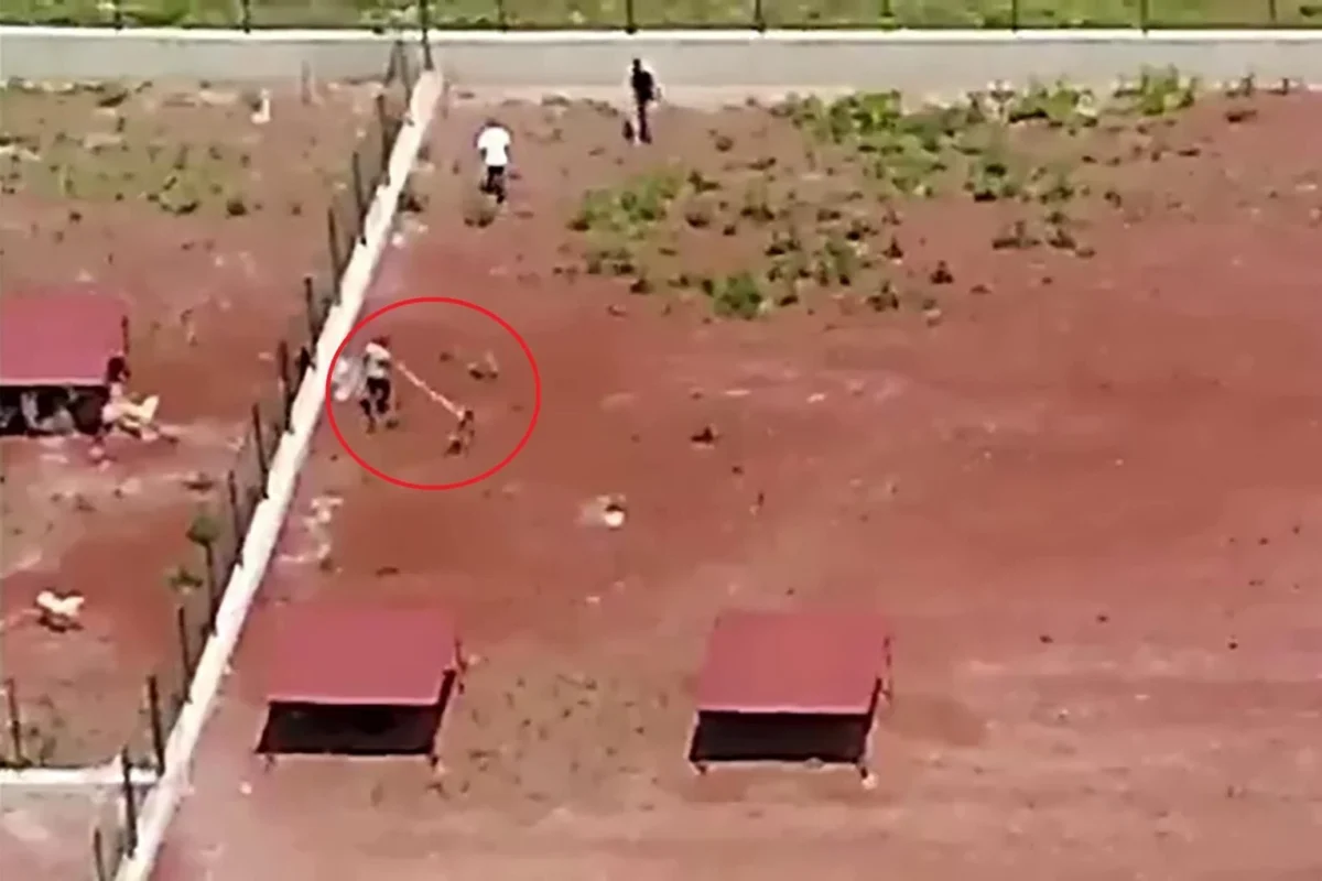 Kars Belediyesi’ne ait barınakta görevliler köpekleri dövdü 