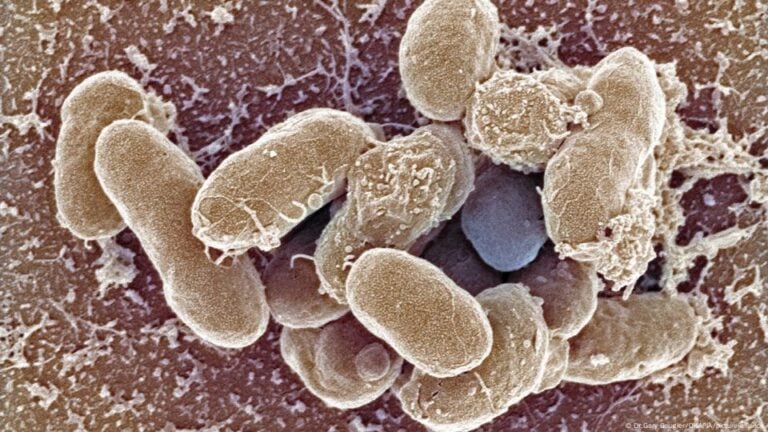 Vibrio bakterileri