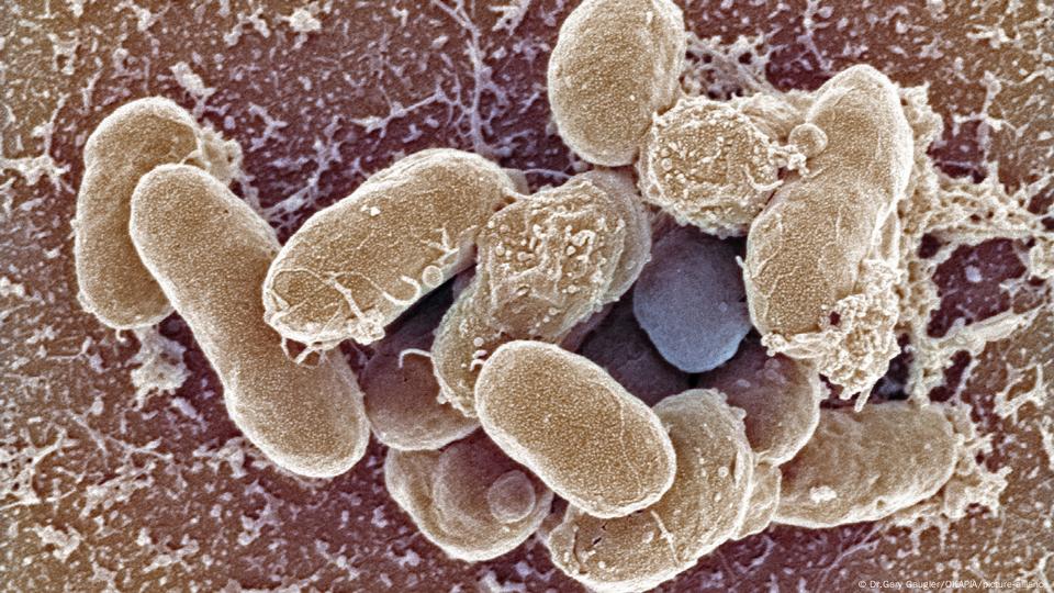 Vibrio bakterileri