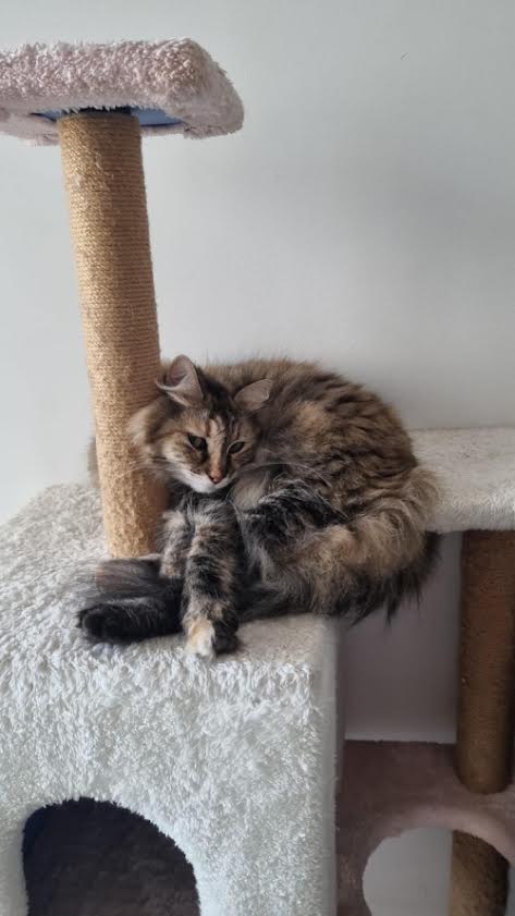 Tunus’tan Türkiye’ye getirilen "Tekila" kedi kayboldu