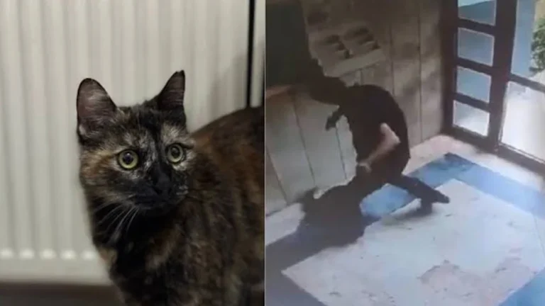 cezve kedi