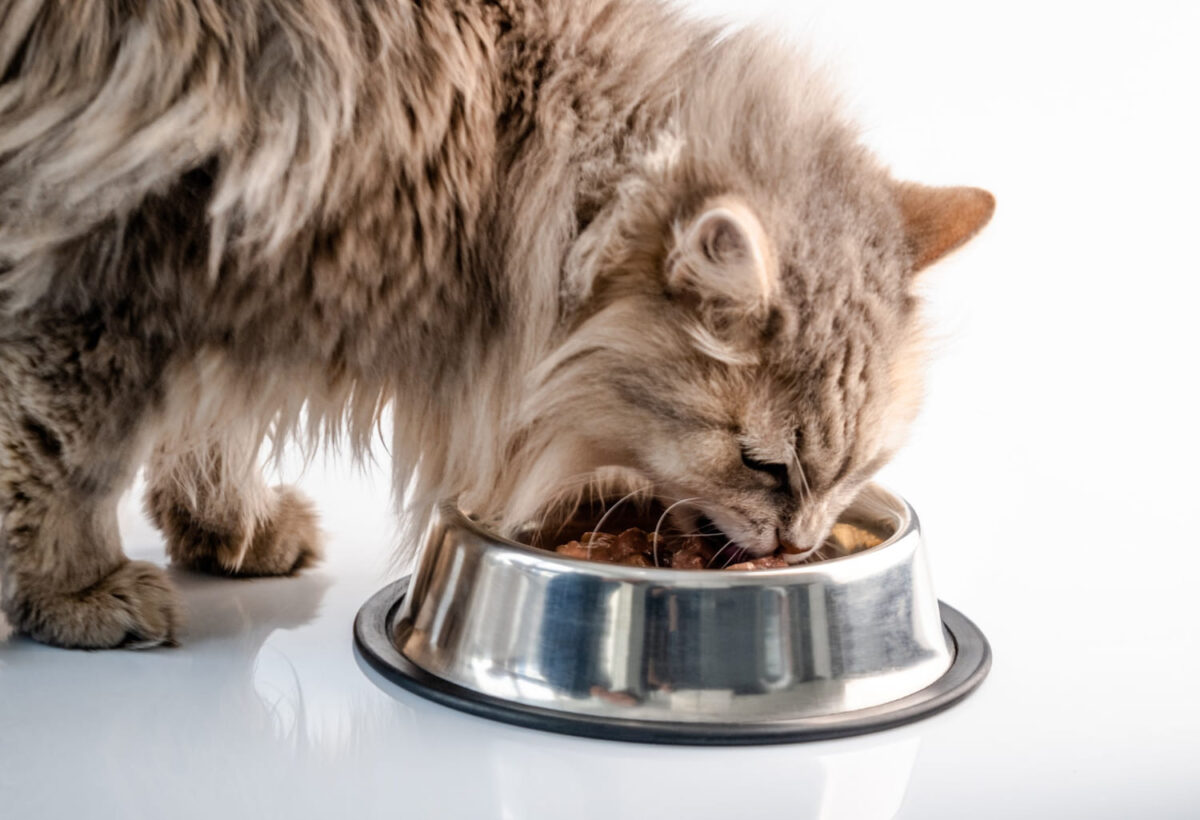 Kedi konserveleri, kedinizle bağınızı güçlendirir mi?