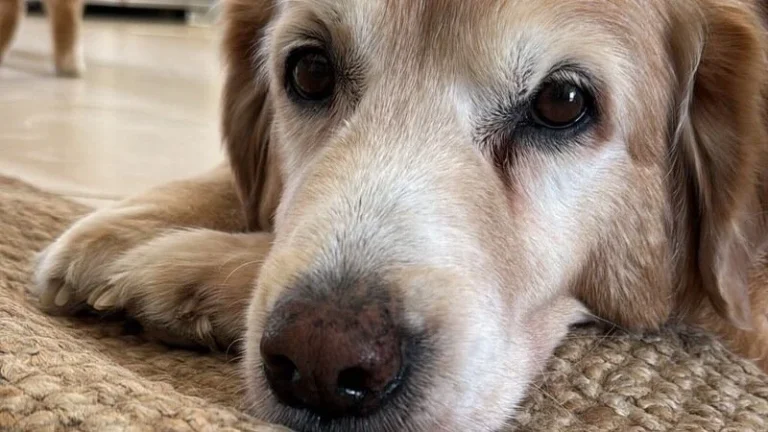 Bodrum'da köpek Çinko'yu arabasıyla öldüren sanığa zorla getirme kararı