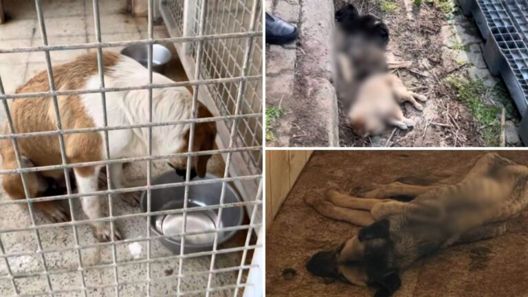 Ordu Büyükşehir Belediyesi'ne ait hayvan barınağında neler oluyor?