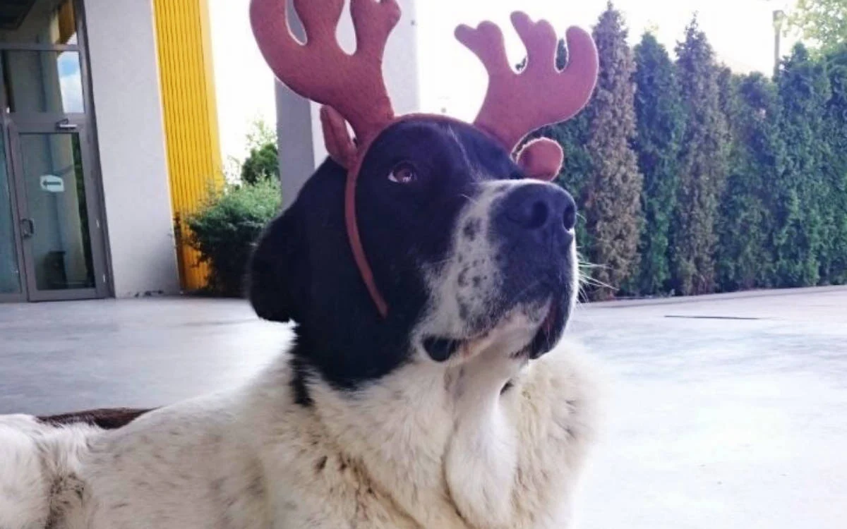 Matmazel cinayetine soruşturma: Belediye görevlileri uzaklaştırıldı