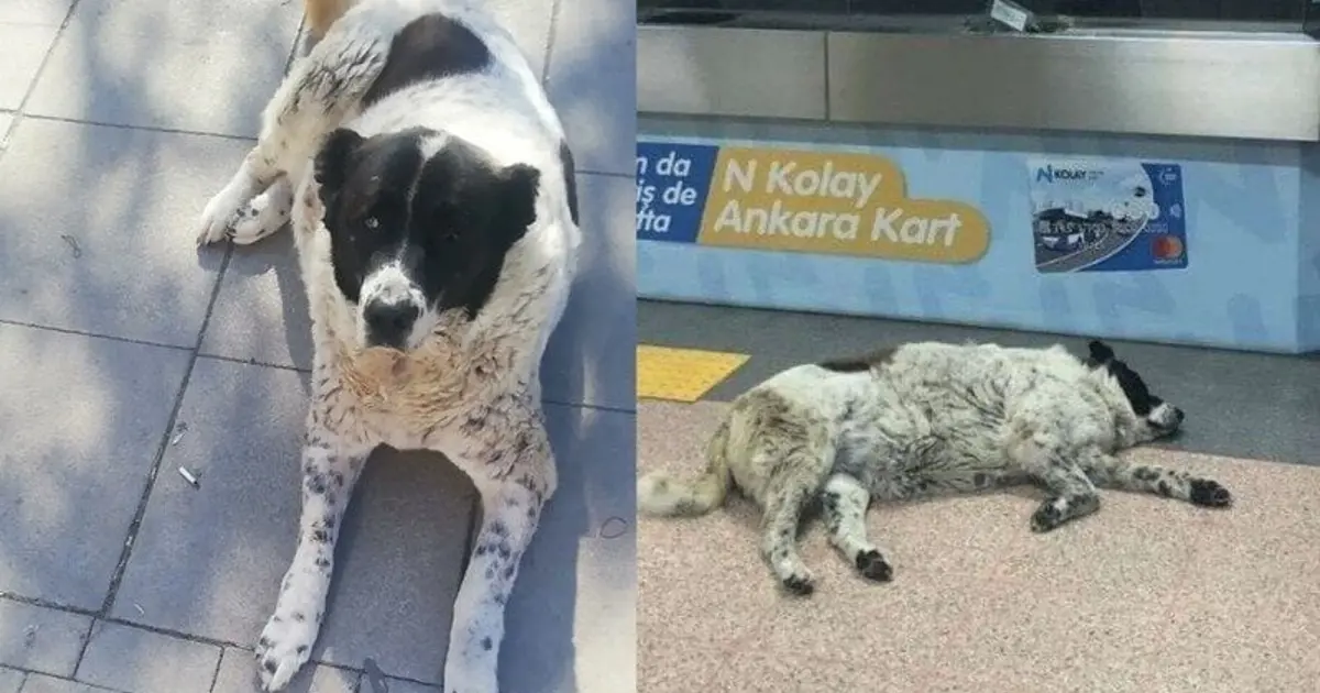 Matmazel cinayetine soruşturma: Belediye görevlileri uzaklaştırıldı