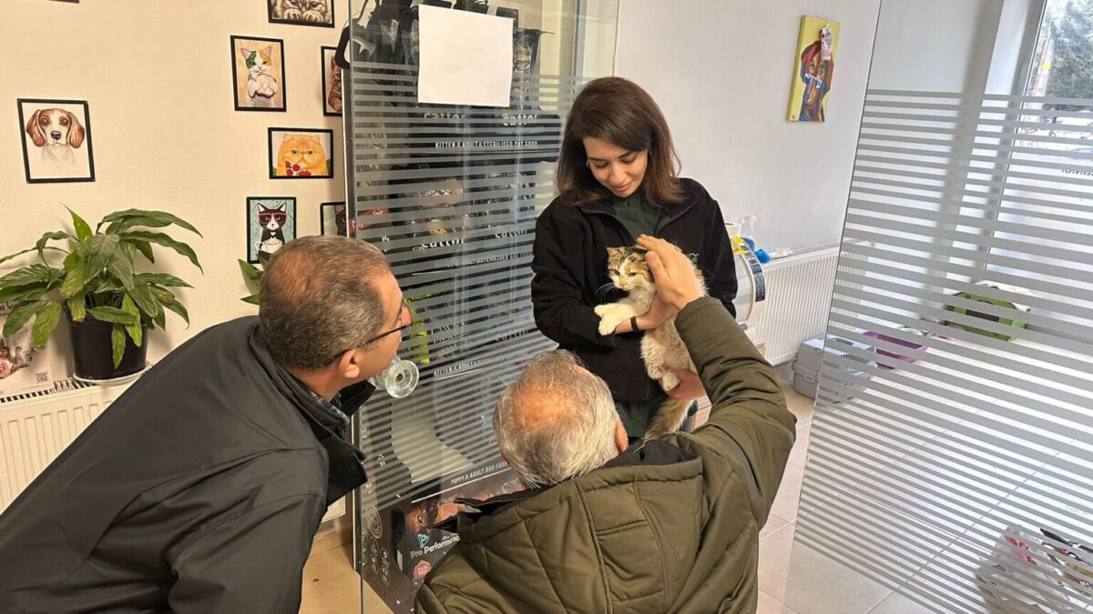 Çenesi üç yerden kırılan kediye cerrahi müdahale yapıldı