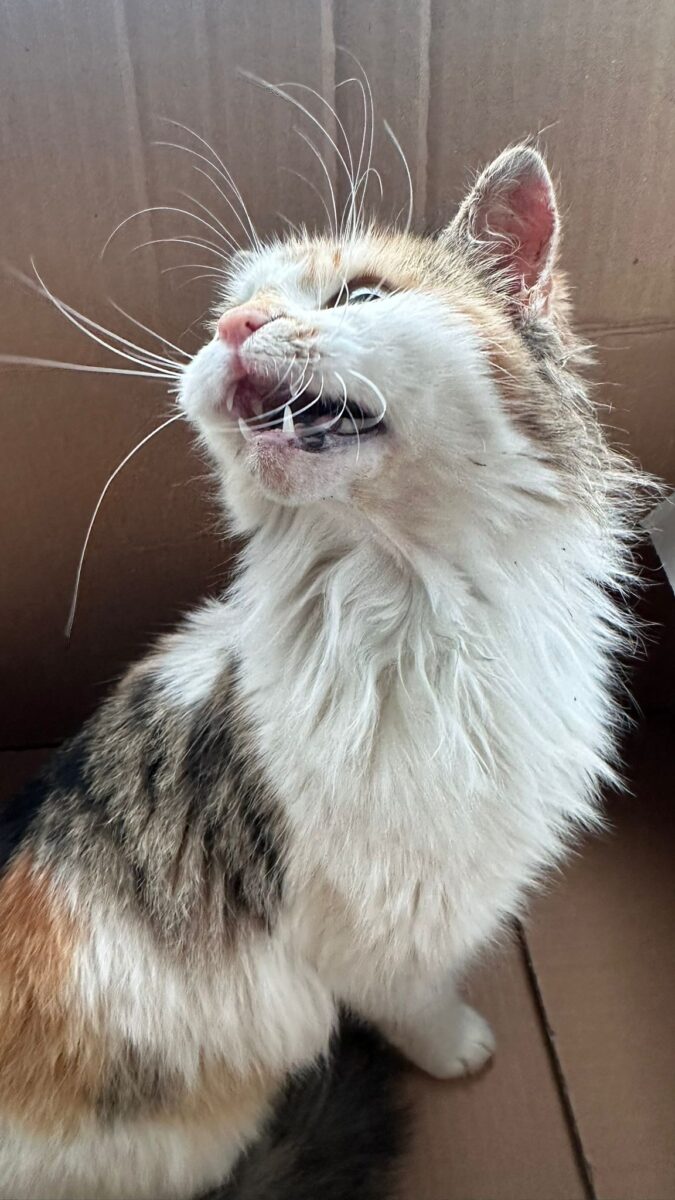 Çenesi üç yerden kırılan kediye cerrahi müdahale yapıldı