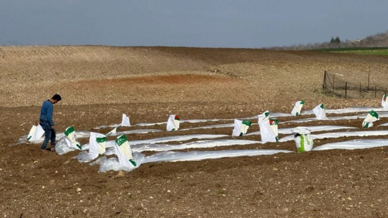 Adıyaman’da badem sökülüyor, tütün yeniden toprakla buluşuyor