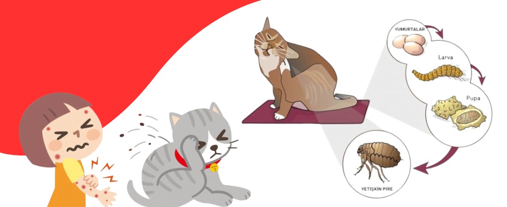 İstanbul’da artan haşere sorunu için uzmanlardan kritik uyarı