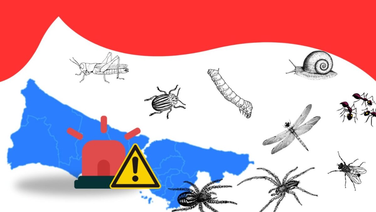 İstanbul’da artan haşere sorunu için uzmanlardan kritik uyarı