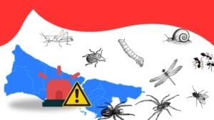 İstanbul’da artan haşere sorunu için uzmanlardan kritik uyarı