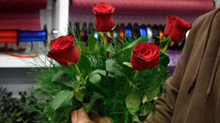 gül, sevgililer günü