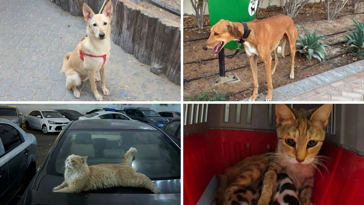 Barınaklar doldu taştı: Dubai’den kaçanlar evcil hayvanlarını sokakta bırakıyor