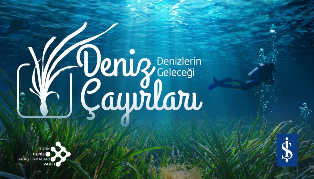Dünya Deniz Çayırları Günü