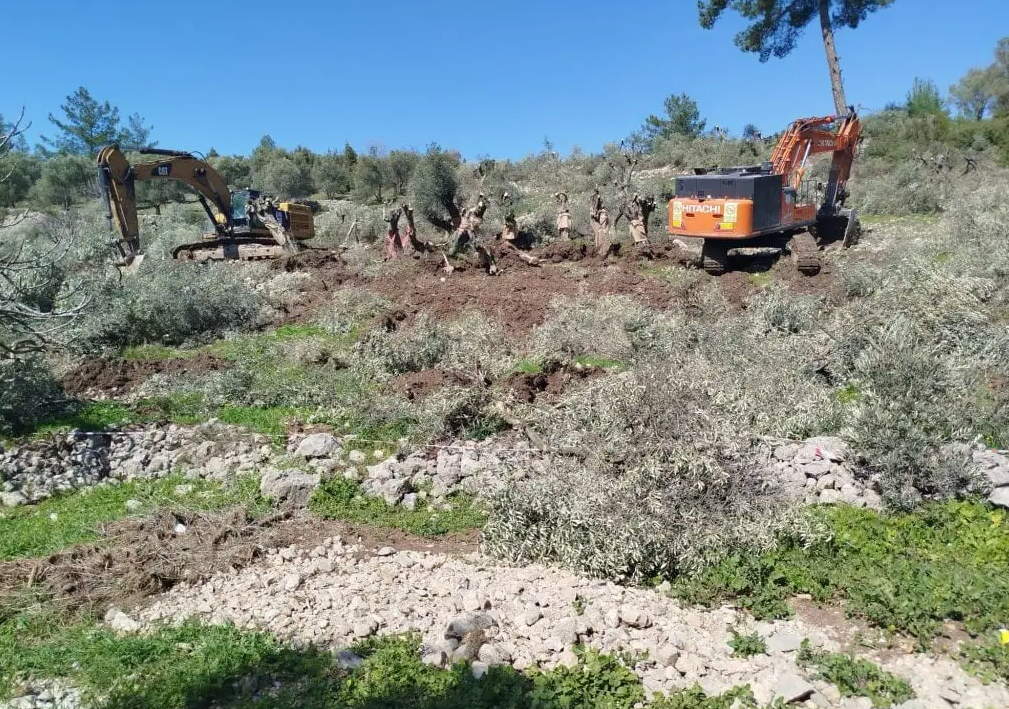 Muğla-Milas'ta maden için 5 binden fazla ağaç sökülecek