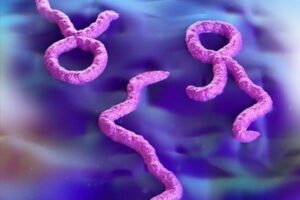 ebola virüsü haberleri