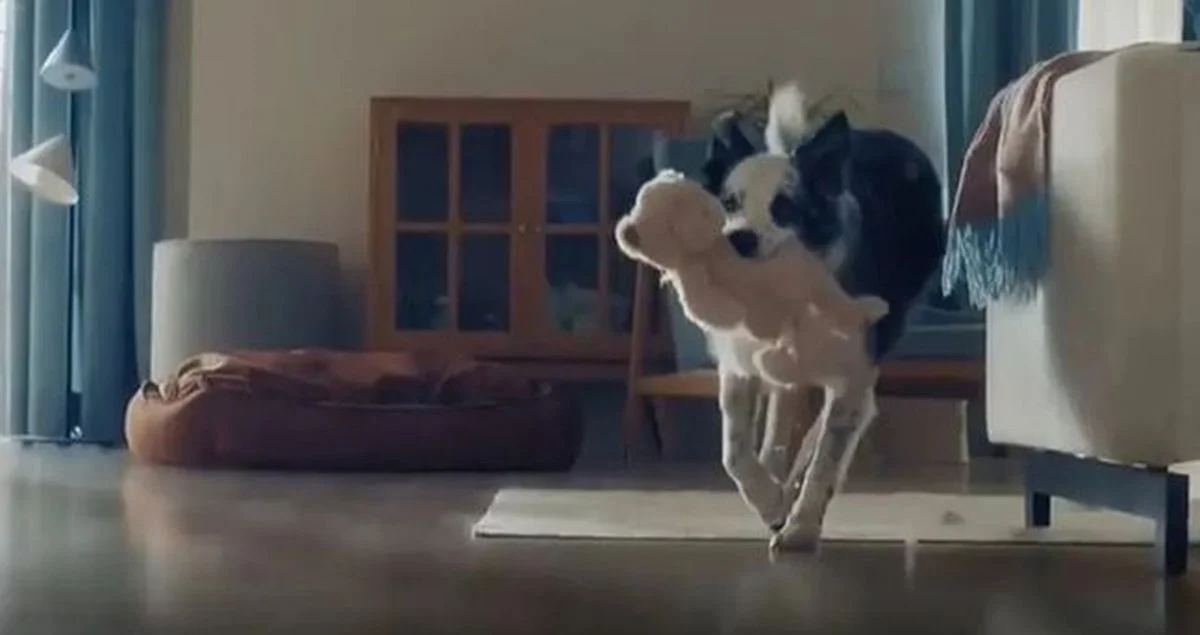 Cihan Ataş yazdı: Türkiye’de “köpek annesi” tartışması: Bir hitap biçiminden toplumsal panik üretmek