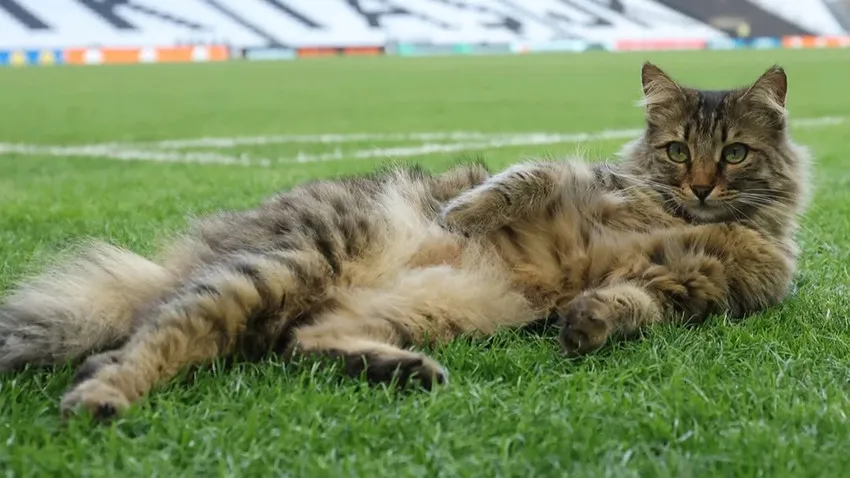 UEFA'nın paylaştığı Beşiktaş'ın sahasındaki kedi