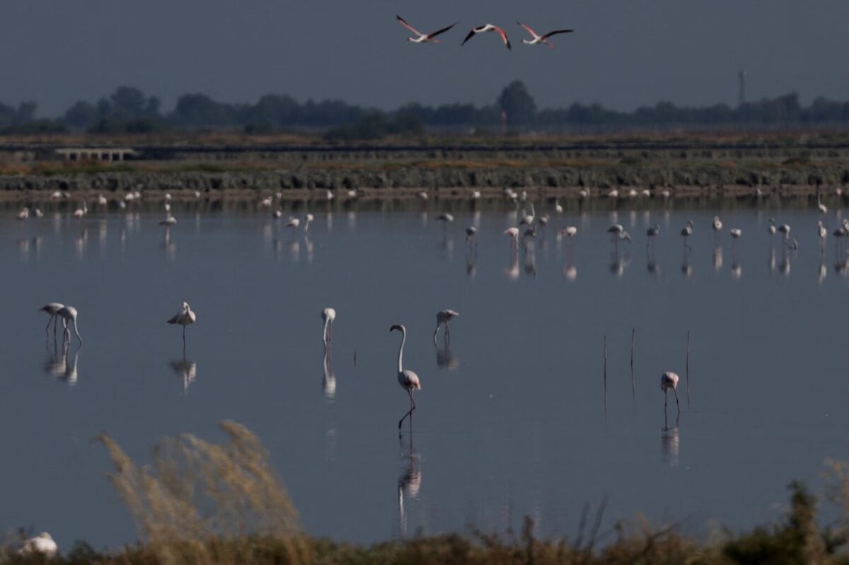 Arnavutluk, flamingo devrimi