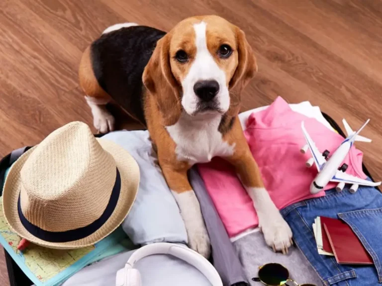 Tatilde köpek beslenmesi rehberi: Seyahat sürecinde doğru köpek maması kullanımı
