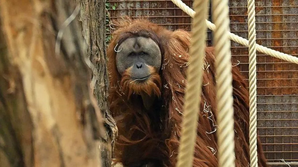 Sumatra'daki şiddetli yağışlar, dünyadaki Tapanuli orangutanı nüfusunun yüzde 7'sini yok etti. Uzmanlar neslin tükenme tehlikesine karşı acil destek çağrısı yaptı.