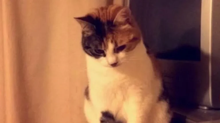 kedi