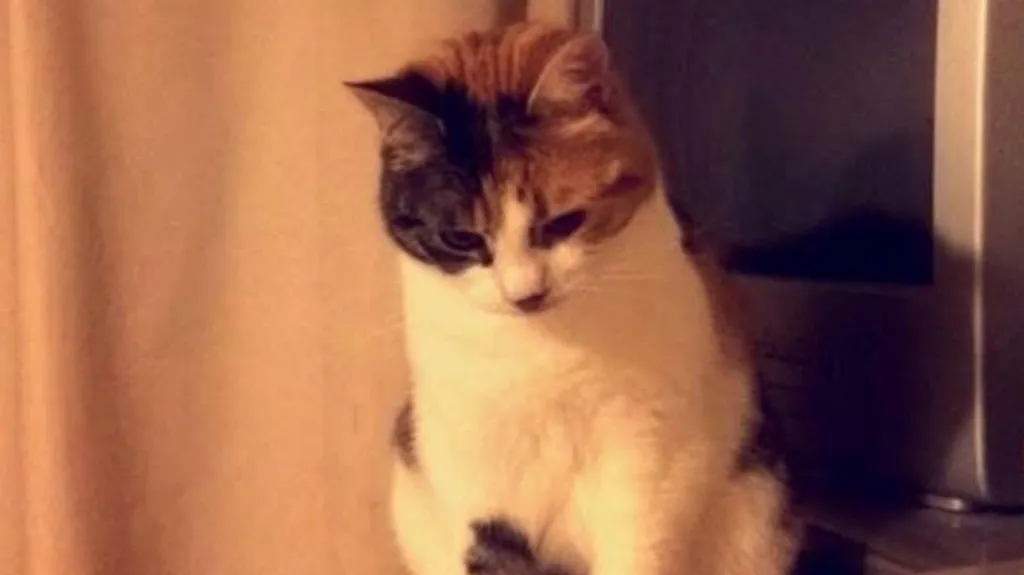 kedi