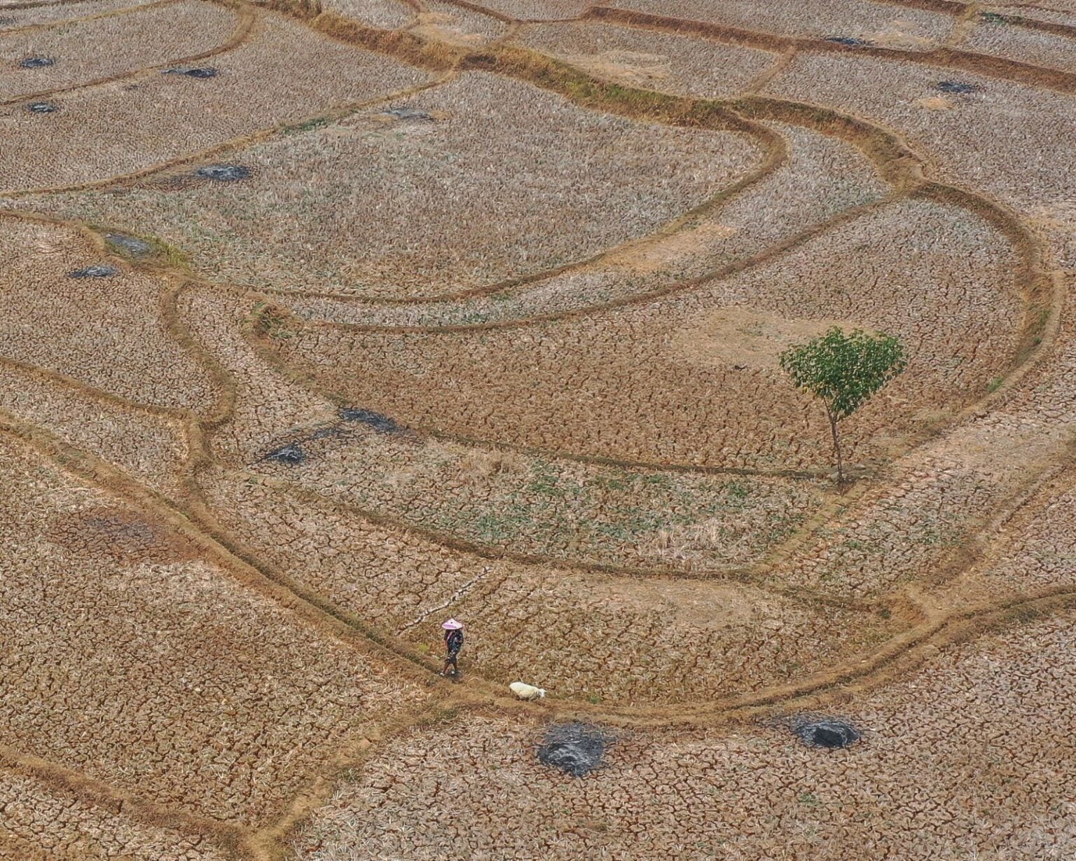 El Niño, aşırı sıcaklar
