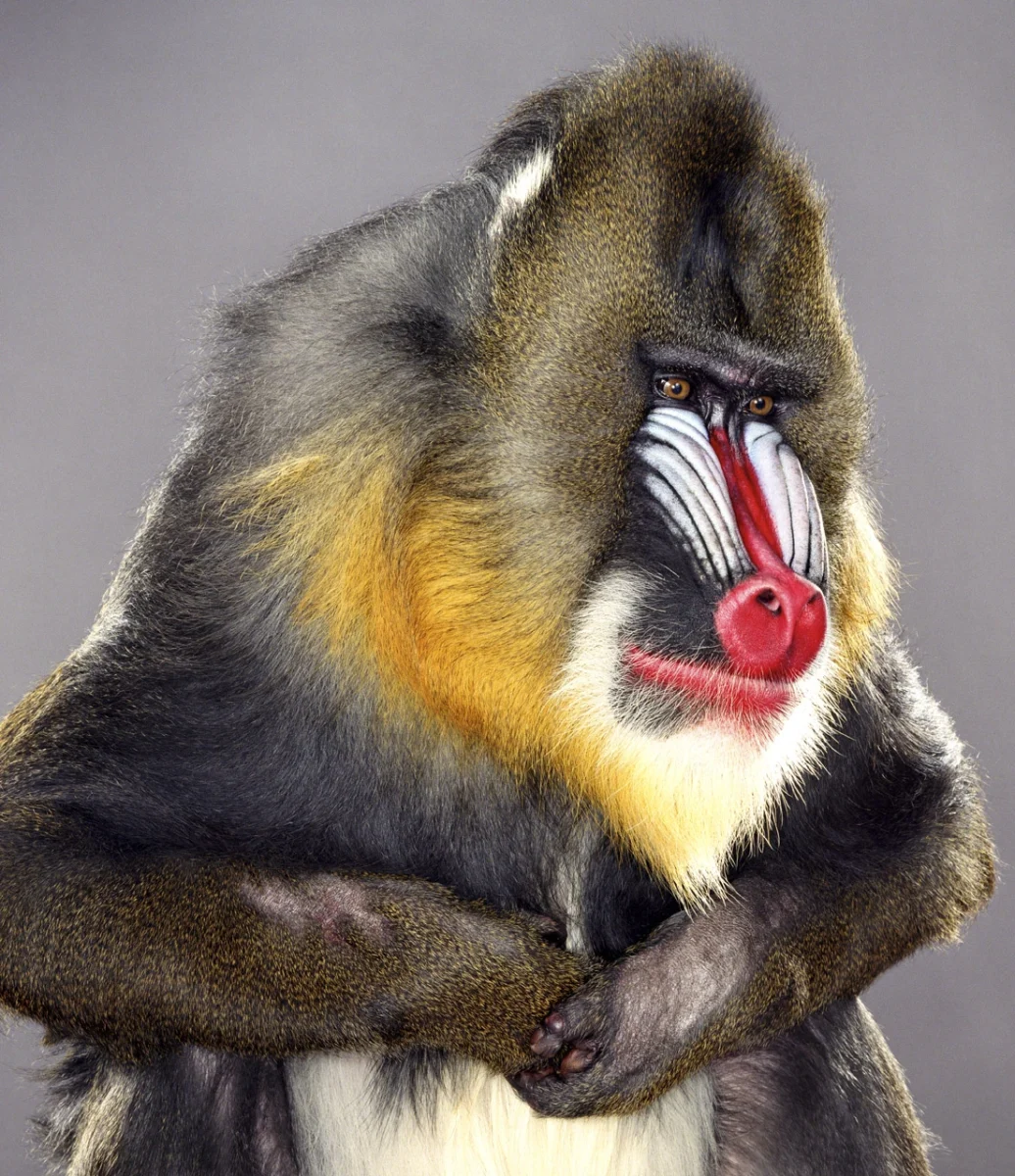 Jill Greenberg’in “Monkey Portraits”ı