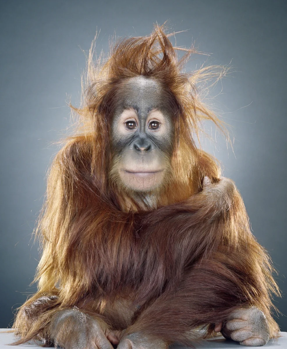 Jill Greenberg’in “Monkey Portraits”ı