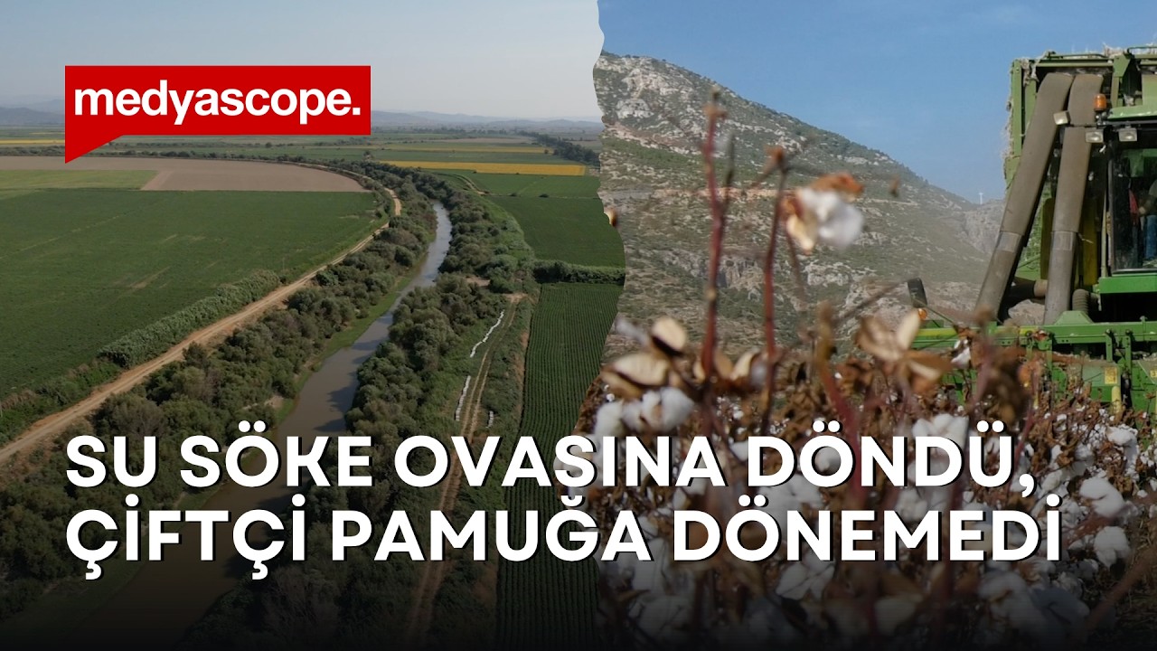 Su Söke Ovası'na döndü, çiftçi pamuğa dönemedi
