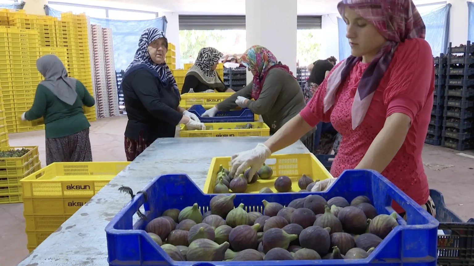 Bursa'da incir üreticisi düşük fiyat ve yüksek maliyetle zorlanıyor