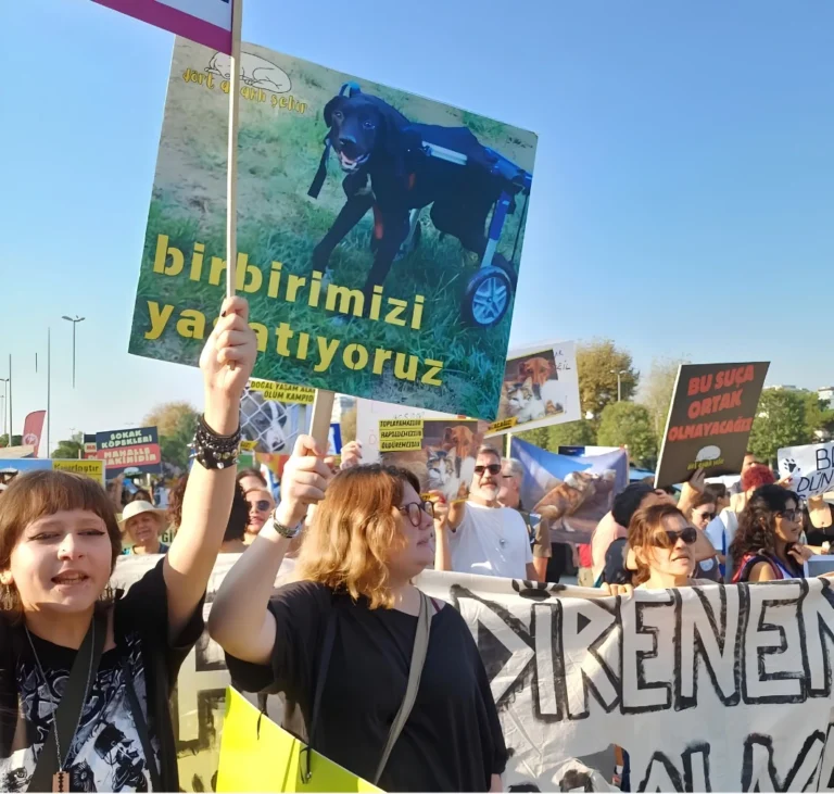 Şehir Hepimizin (471): Sokak köpekleri iki yılda nereye kayboldu? | 7527 sayılı yasa bilançosu