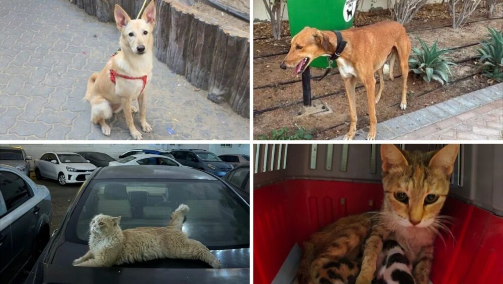 Dubai'den kaçanlar evcil hayvanlarını sokakta bırakıyor